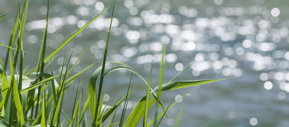 Grashalme vor einem Fluss.