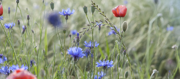 Blumenwiese