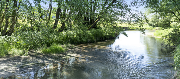Ein Fluss mit grünen Bäumen in der Gemeinde Train.