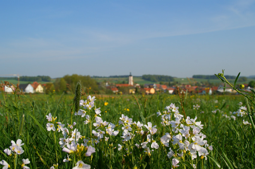 Blumenwiese mit Markt Painten im Hintergrund.