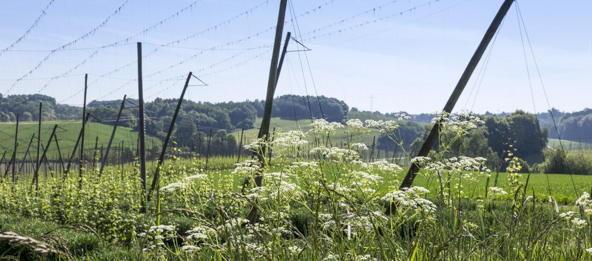Hopfenfelder, mit Wiesen im Hintergrund.