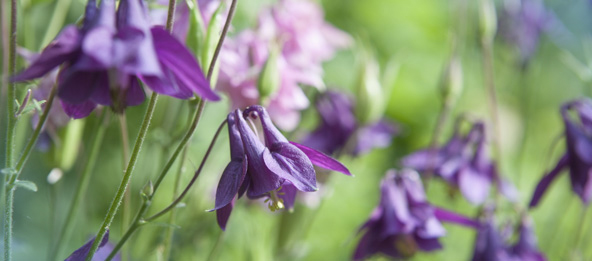Eine Wiese mit lila Blumen.
