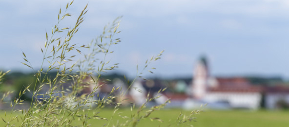 Äste mit Markt Rohr verschwommen im Hintergrund.