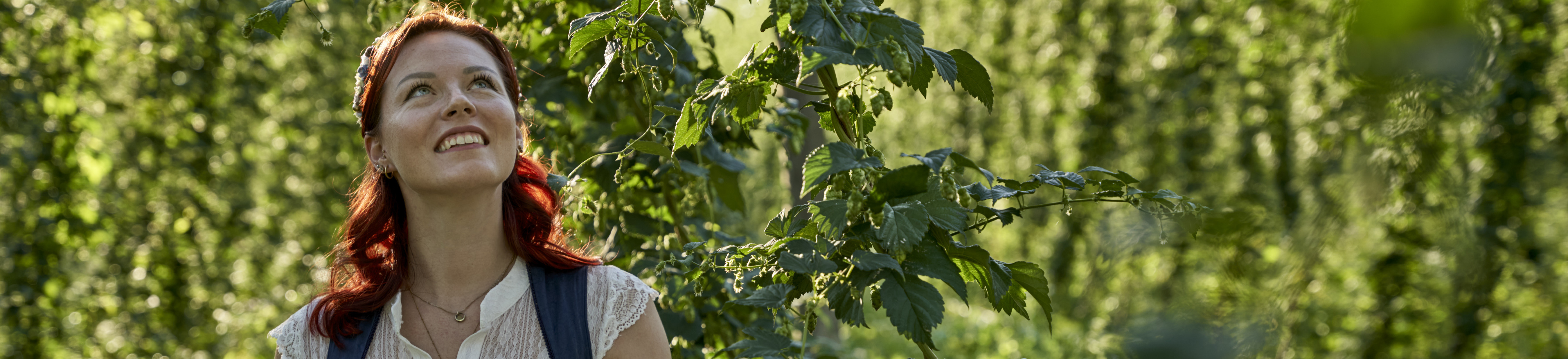 Eine Frau im Dirndl schaut sich die Hopfenpflanzen an, von denen sie umgeben ist
