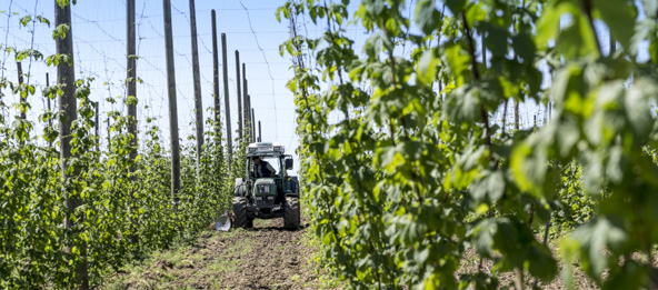 Ein Traktor fährt durch ein Hopfenfeld