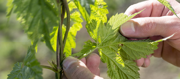 Eine Hand hält die Blätter einer Hopfenpflanze.