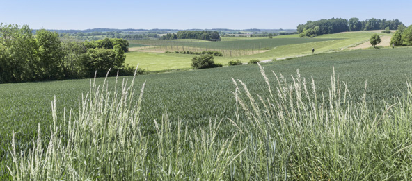Felder und Wiesen der Gemeinde Wildenberg.