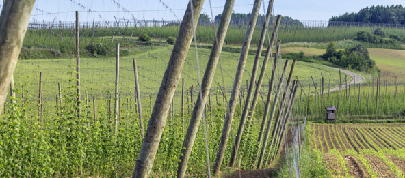 Hopfenfeld in der Gemeinde Kirchdorf.