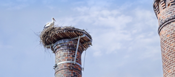 Ein Storch in seinem Nest.